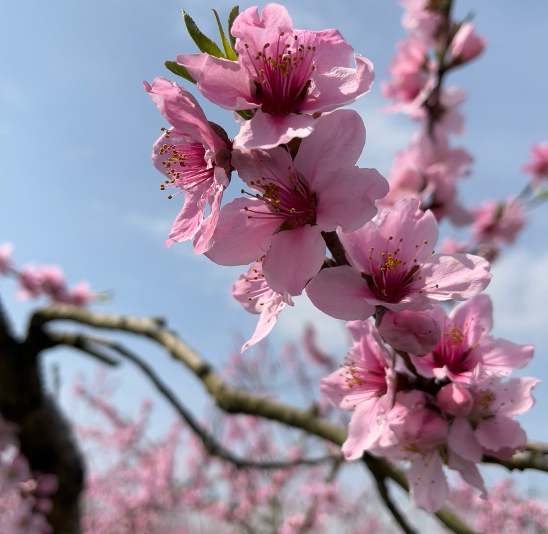 🌸春のムード満載です🌸